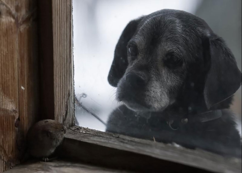 Curiosidad inhumana: qué ven los animales en las ventanas