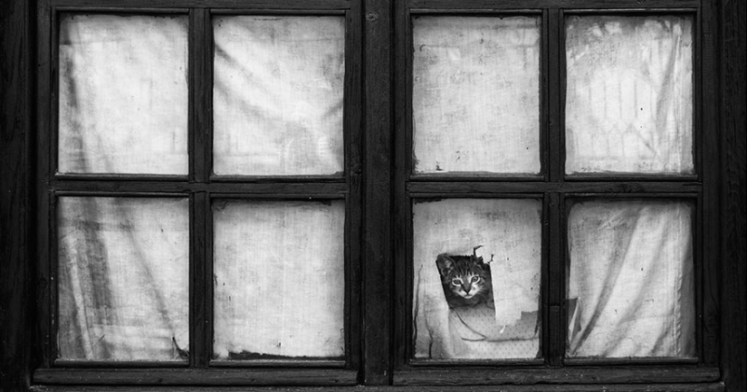 Curiosidad inhumana: qué ven los animales en las ventanas