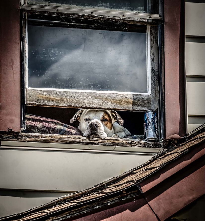 Curiosidad inhumana: qué ven los animales en las ventanas