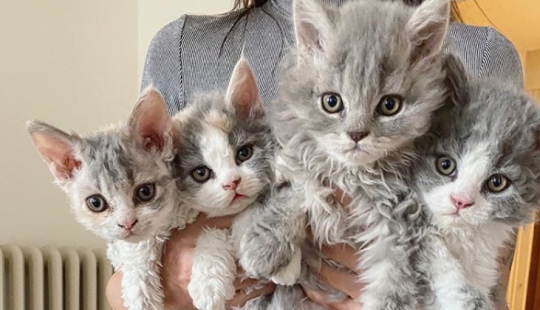 Curly kittens, similar to plush toys, do not leave anyone indifferent Curly kittens, similar to plush toys, do not leave anyone indifferent