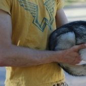 Cute kli-kai - miniature huskies living in Alaska