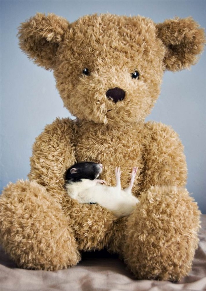 Cute rats