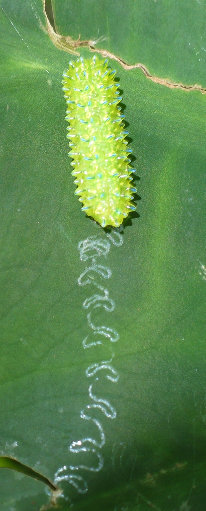 Dalcerid Crystal Caterpillar