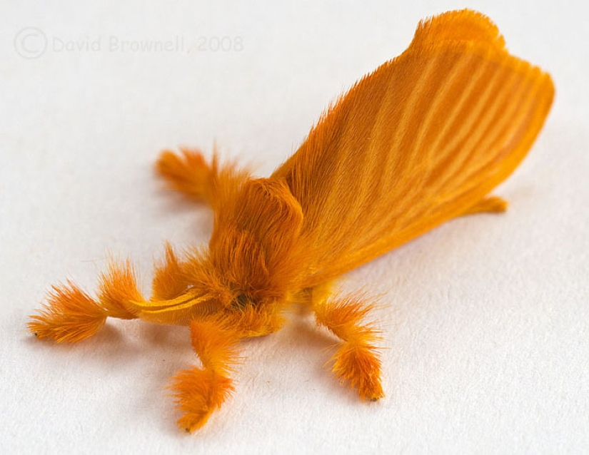 Dalcerid Crystal Caterpillar