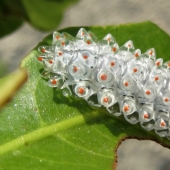 Dalcerid Crystal Caterpillar