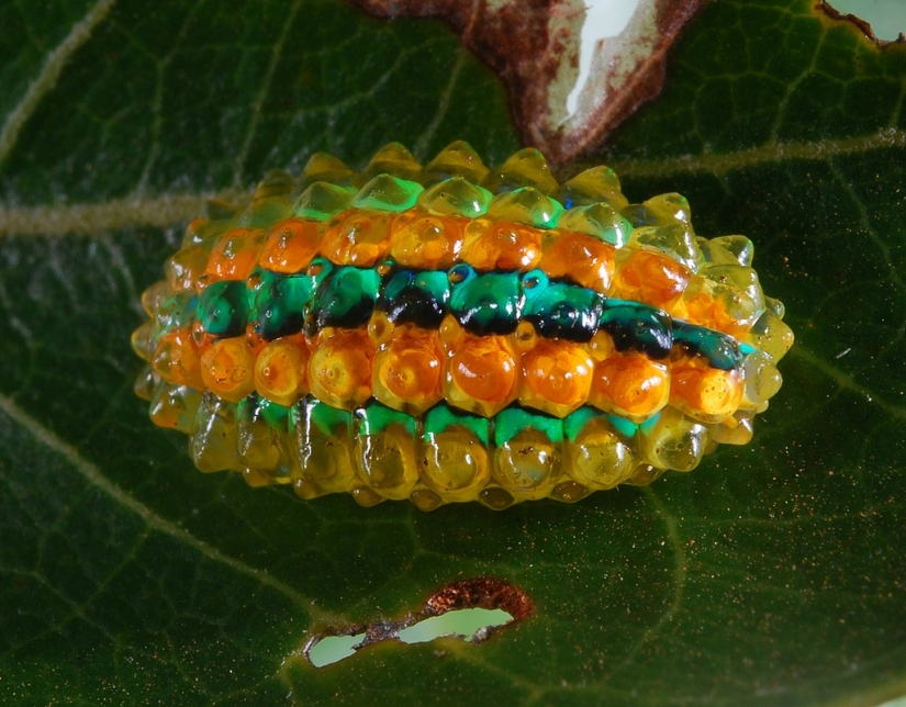 Dalcerid Crystal Caterpillar