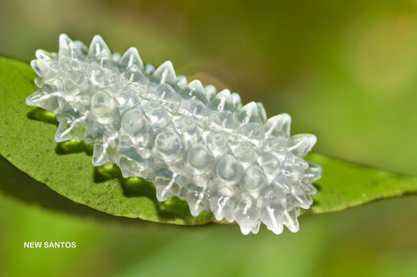 Dalcerid Crystal Caterpillar