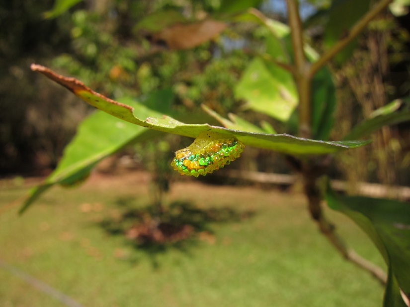 Dalcerid Crystal Caterpillar