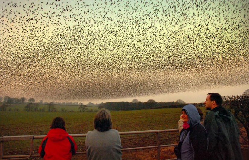Danza aérea de miles de estorninos en los cielos de Escocia