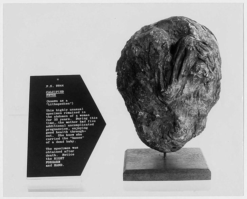 Datos interesantes sobre los camaleones