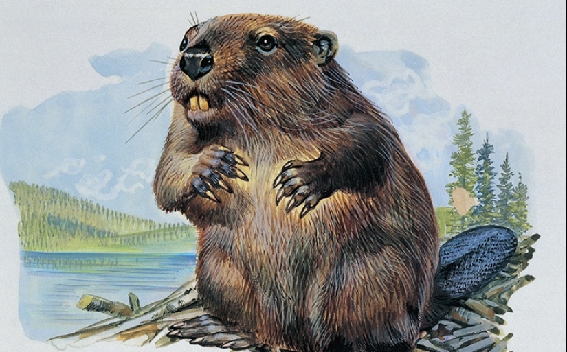 De Cola a testículos de castor: 9 de los métodos anticonceptivos más extraños del pasado