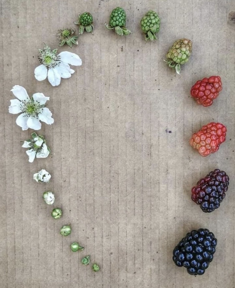 De la flor para las bayas: ¿cómo es el ciclo de vida de las plantas