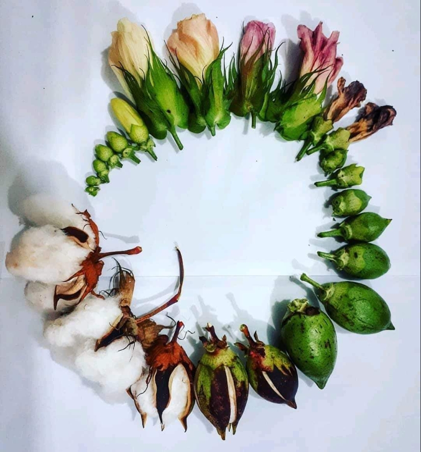 De la flor para las bayas: ¿cómo es el ciclo de vida de las plantas