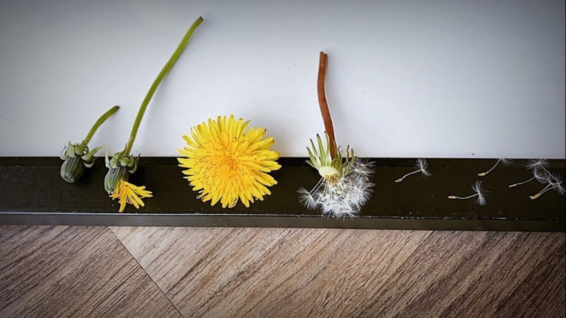De la flor para las bayas: ¿cómo es el ciclo de vida de las plantas