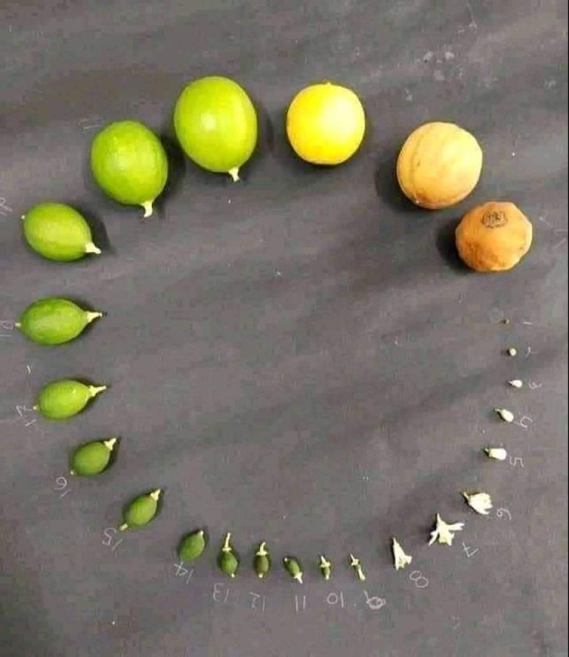 De la flor para las bayas: ¿cómo es el ciclo de vida de las plantas