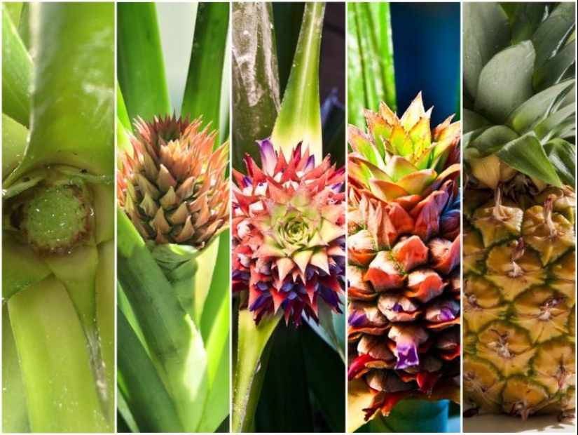 De la flor para las bayas: ¿cómo es el ciclo de vida de las plantas