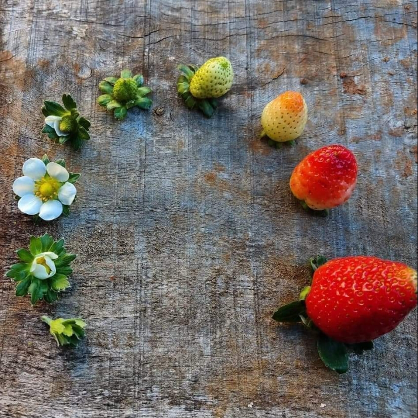 De la flor para las bayas: ¿cómo es el ciclo de vida de las plantas