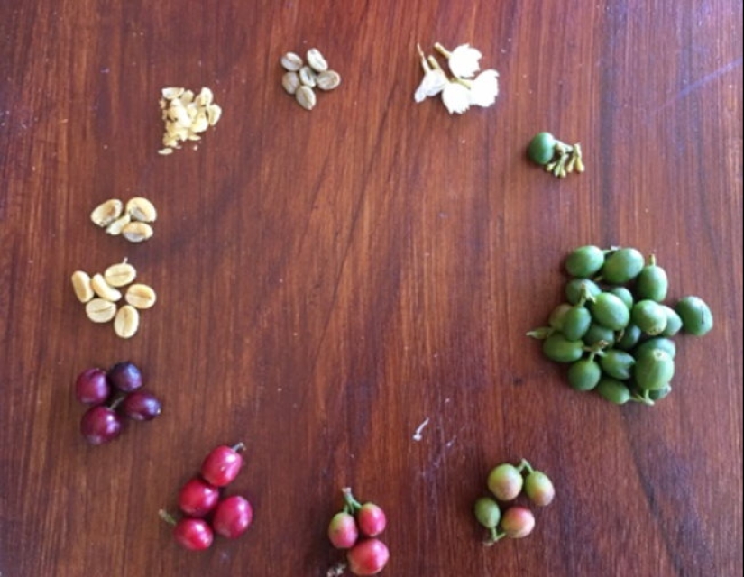 De la flor para las bayas: ¿cómo es el ciclo de vida de las plantas