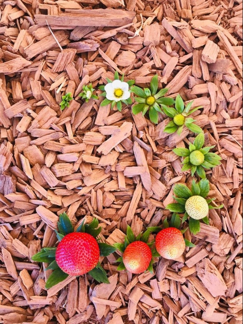 De la flor para las bayas: ¿cómo es el ciclo de vida de las plantas