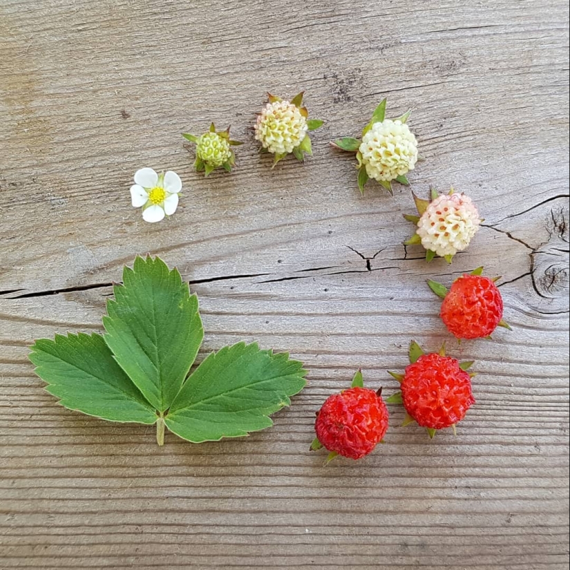 De la flor para las bayas: ¿cómo es el ciclo de vida de las plantas