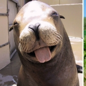 Descubrimos luego de que los sellos son realmente... blennies!