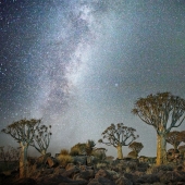 "Diamond nights" by Beth Moon – the oldest trees of the Earth against the background of stars "Diamond nights" by Beth Moon – the oldest trees of the Earth against the background of stars