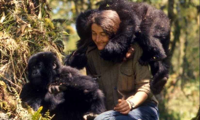 Dian Fossey - the life and death of the brave &quot;Queen of the Monkeys&quot;