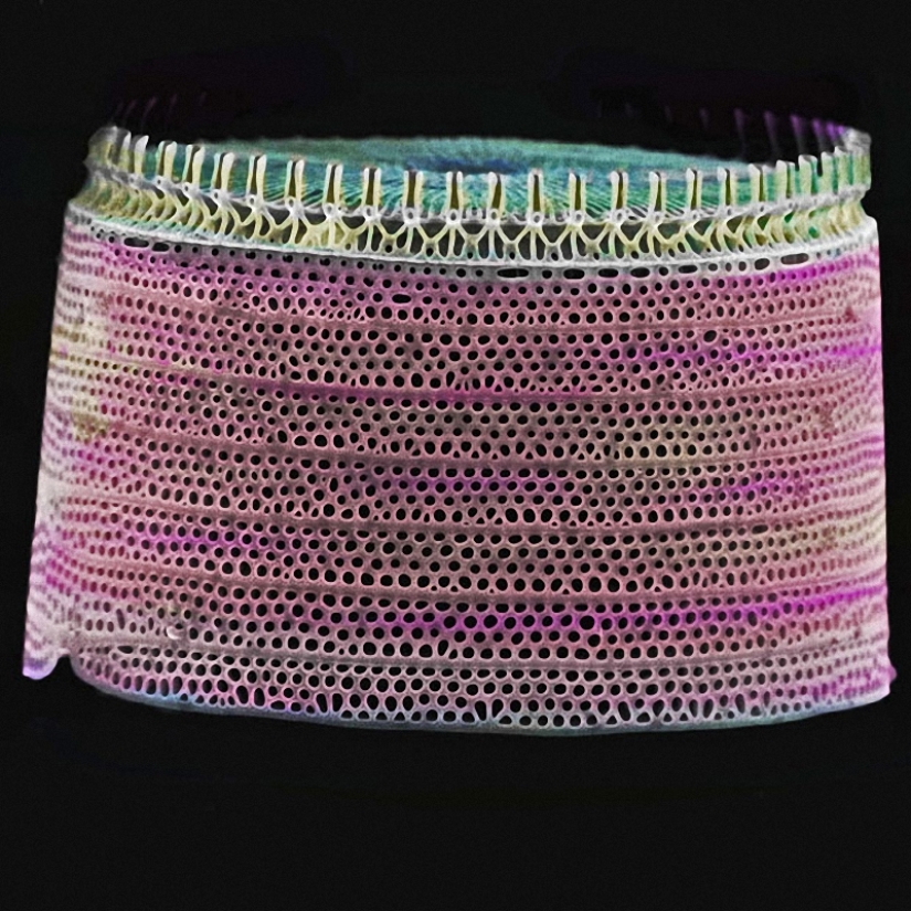 Diatomeas: Micrografías de Paul Hargreaves y Fay Darling Diatomeas: Micrografías de Paul Hargreaves y Fay Darling