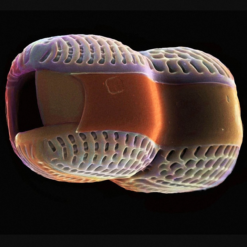 Diatomeas: Micrografías de Paul Hargreaves y Fay Darling Diatomeas: Micrografías de Paul Hargreaves y Fay Darling