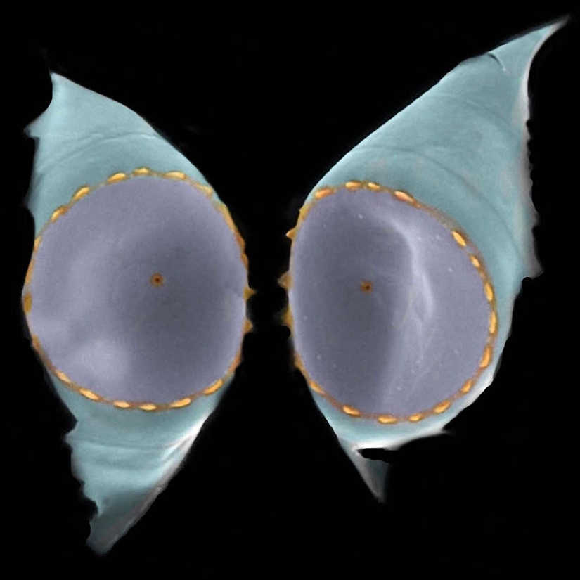 Diatomeas: Micrografías de Paul Hargreaves y Fay Darling Diatomeas: Micrografías de Paul Hargreaves y Fay Darling