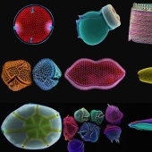 Diatoms: Micrographs by Paul Hargreaves and Fay Darling Diatoms: Micrographs by Paul Hargreaves and Fay Darling