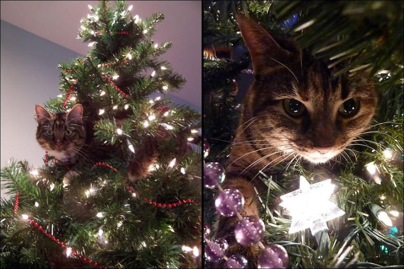 Did you put up a Christmas tree for the cat?