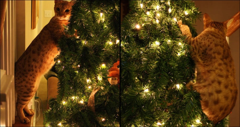 Did you put up a Christmas tree for the cat?