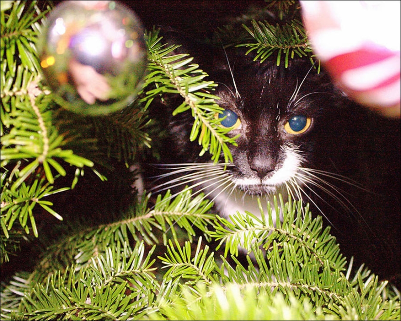 Did you put up a Christmas tree for the cat?