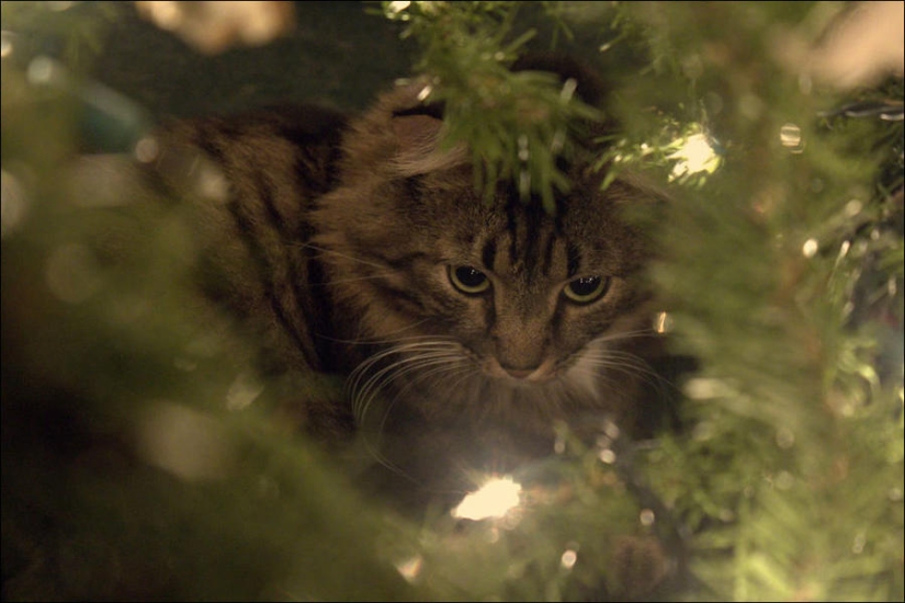 Did you put up a Christmas tree for the cat?