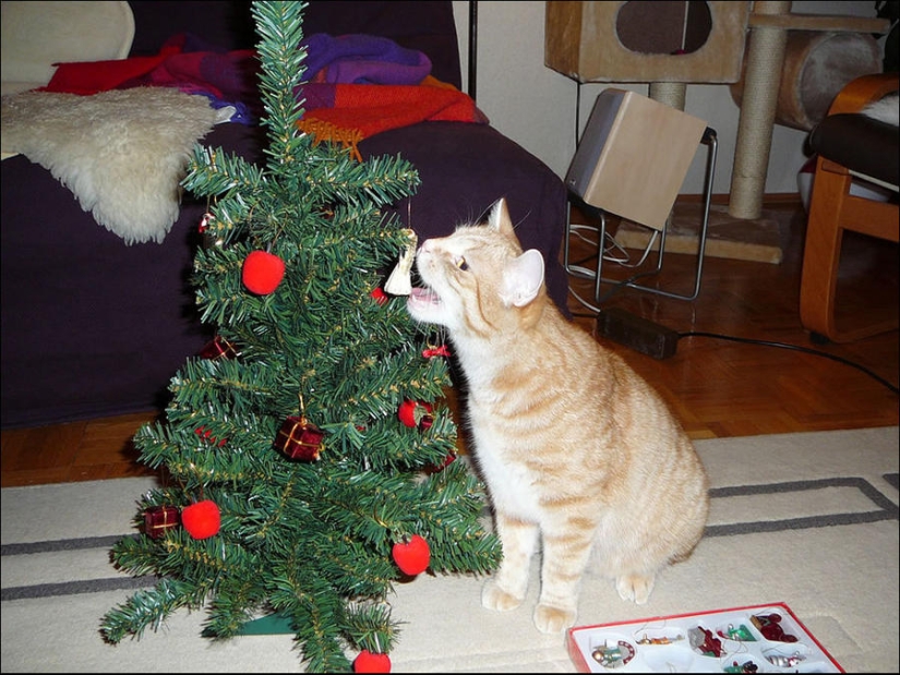 Did you put up a Christmas tree for the cat?