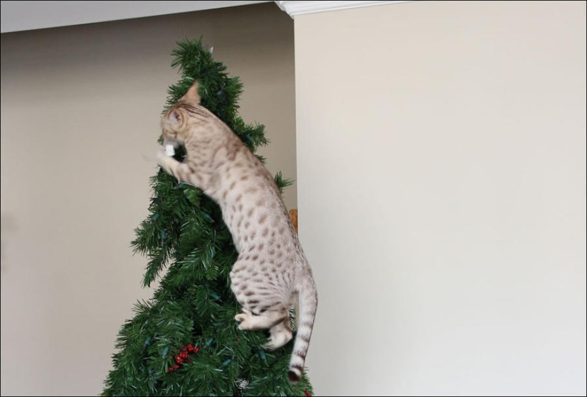 Did you put up a Christmas tree for the cat?