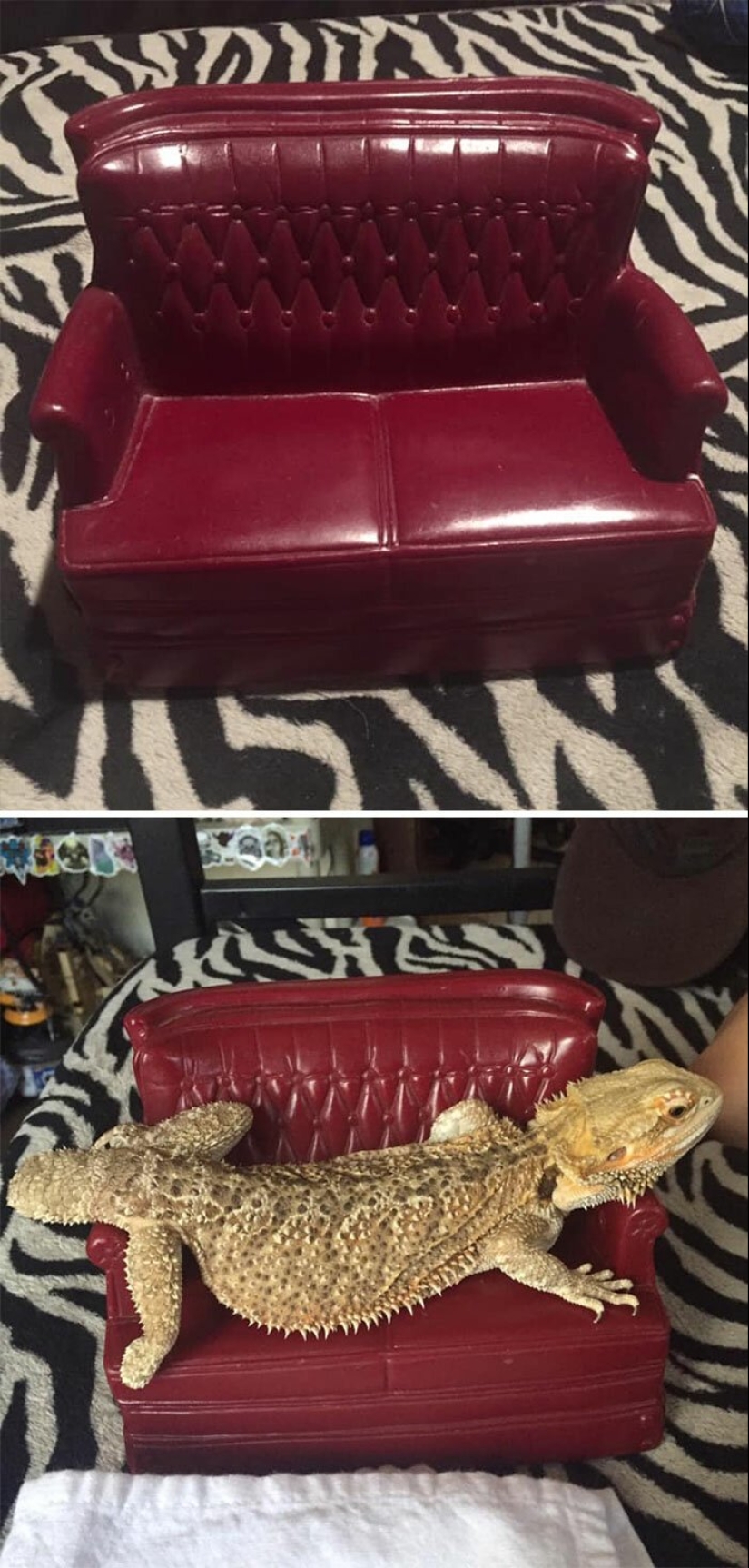 Disco pig, the phone-mouth and other curios, bought with it