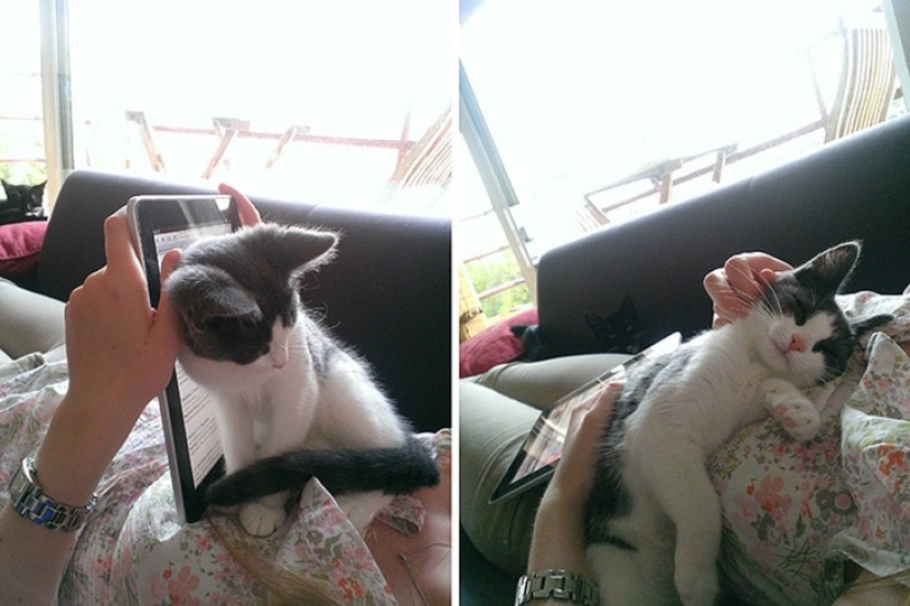 Divertidos animales que necesitan la atención del titular ahora mismo