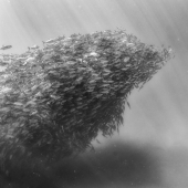 Diving with sharks and other wonders of the "Underwater Kingdom" Diving with sharks and other wonders of the "Underwater Kingdom"