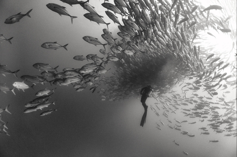 Diving with sharks and other wonders of the "Underwater Kingdom"