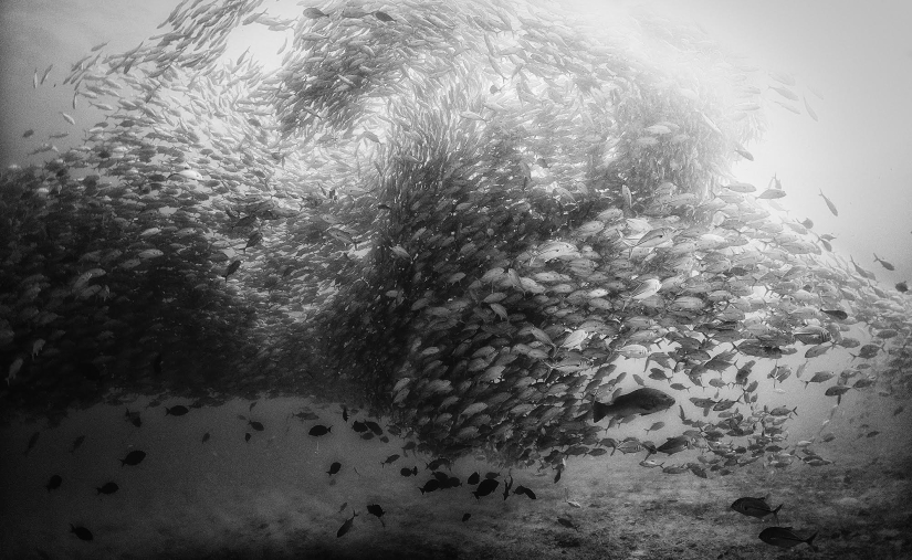 Diving with sharks and other wonders of the "Underwater Kingdom"