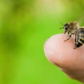 Do bees die after they sting? Scientists have revealed the secret Do bees die after they sting? Scientists have revealed the secret