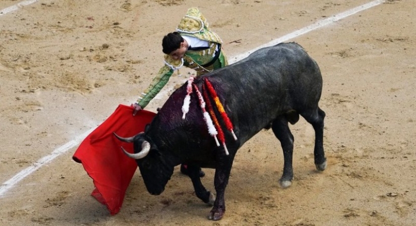 Do bulls react to the color red? Do bulls react to the color red?