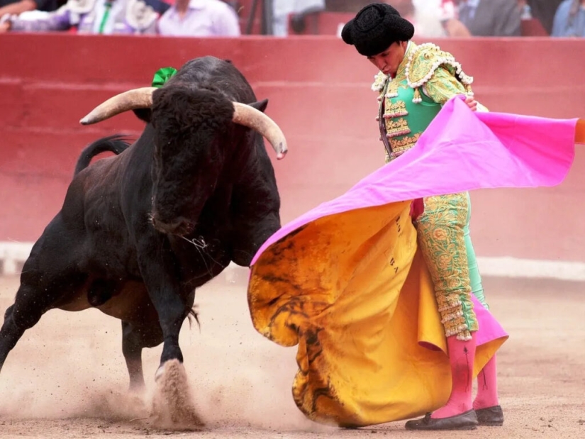 Do bulls react to the color red? Do bulls react to the color red?