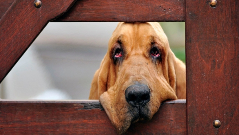 Do dogs have a memory and how good is it? Do dogs have a memory and how good is it?