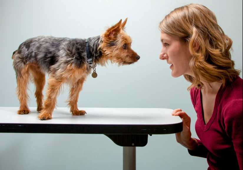 Do dogs have a memory and how good is it? Do dogs have a memory and how good is it?