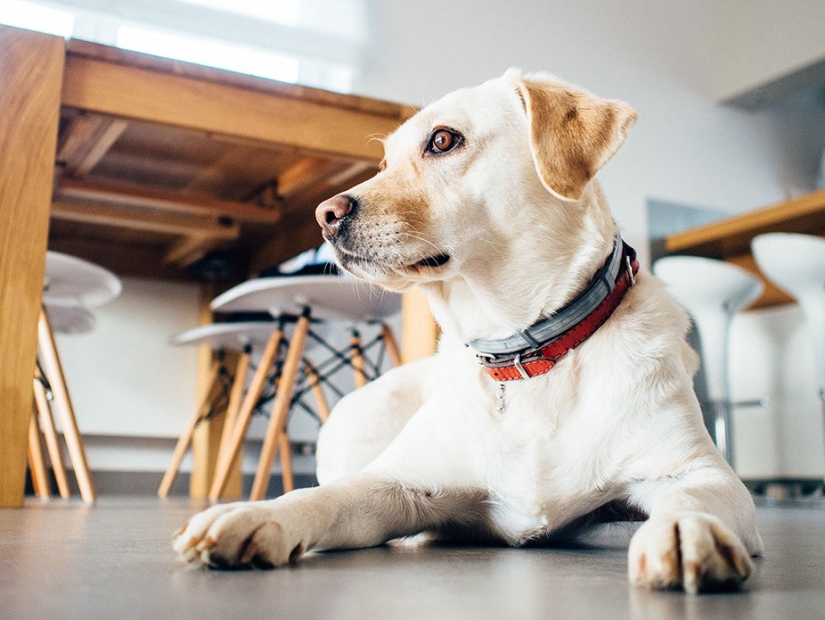 Do dogs have a memory and how good is it? Do dogs have a memory and how good is it?