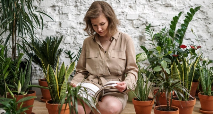 Do houseplants purify indoor air Do houseplants purify indoor air