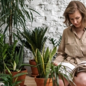 Do houseplants purify indoor air